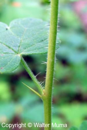 Prickly Gooseberry (Ribes cynosbati)