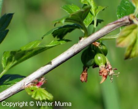 Wild Gooseberry (Ribes hirtellum)