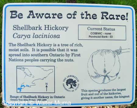 Shellbark Hickory (Carya laciniosa)