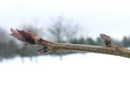 Shellbark Hickory (Carya laciniosa)