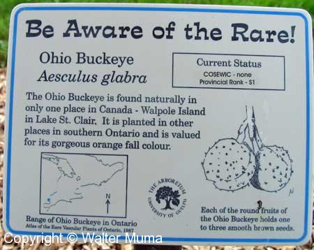 Ohio Buckeye (Aesculus glabra)