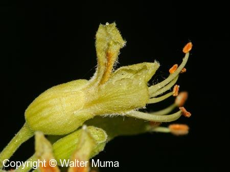 Ohio Buckeye (Aesculus glabra)