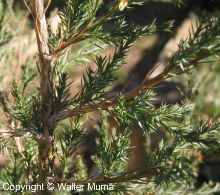 Eastern Red Cedar (Juniperus virginiana)