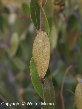 Leatherleaf (Chamaedaphne calyculata) leaves