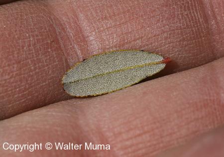 Leatherleaf (Chamaedaphne calyculata) leaf