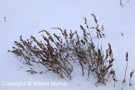 Leatherleaf (Chamaedaphne calyculata) plants in winter