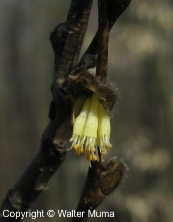 Leatherwood (Dirca palustris)
