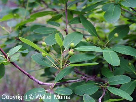 Mountain Holly (Ilex mucronata)