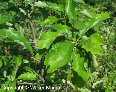 Dwarf Chinquapin Oak (Quercus prinoides)