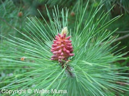 Austrian Pine (Pinus nigra)