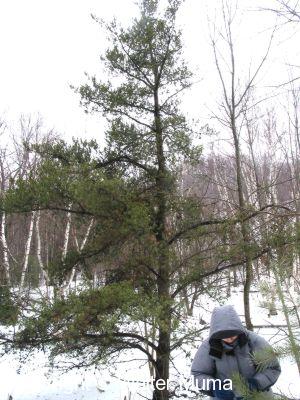 Jack Pine (Pinus banksiana)