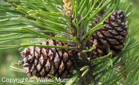 Mugo Pine (Pinus mugo)