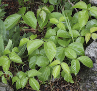 Poison Ivy (Toxicodendron rydbergii)