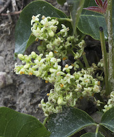 Ivy, Poison (Toxicodendron rydbergii) flowers