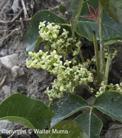 Poison Ivy (Toxicodendron rydbergii) flowers