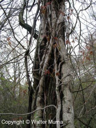 Poison Ivy (Toxicodendron rydbergii) plant