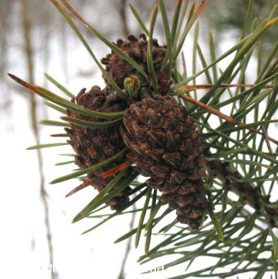 Scots Pine (Pinus sylvestris)