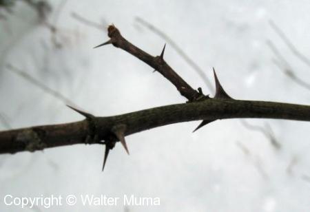 Prickly Ash (Zanthoxylum americanum)