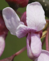 Redbud (Cercis canadensis) flowers