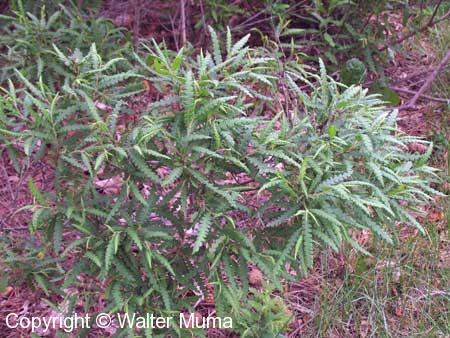 Sweetfern (Comptonia peregrina)