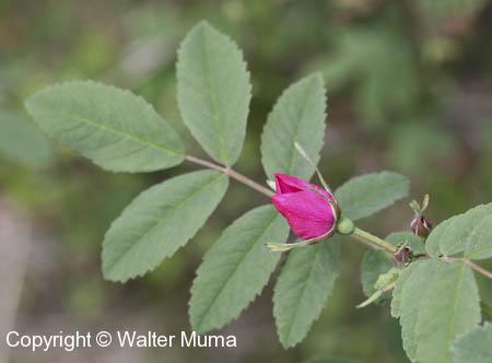 Prickly Wild Rose (Rosa acicularis)