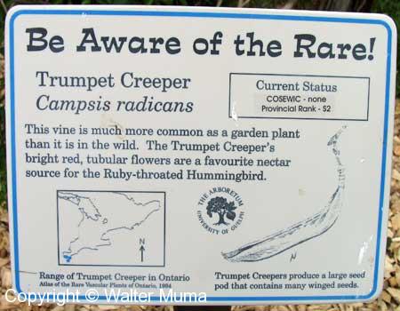 Trumpet Creeper (Campsis radicans)