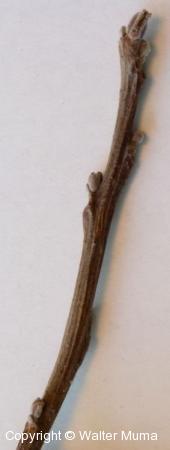 Black Walnut (Juglans nigra)