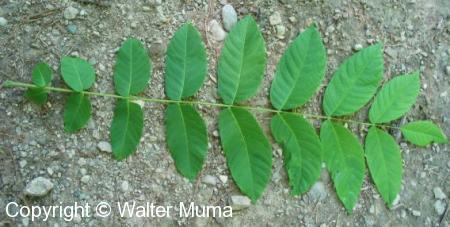 Black Walnut (Juglans nigra)