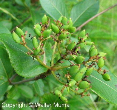 Wild Raisin (Viburnum nudum)