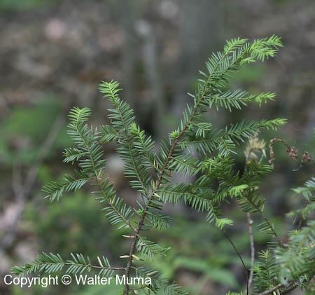 Yew (Taxus canadensis)