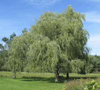 Willow, Weeping (Salix babylonica)