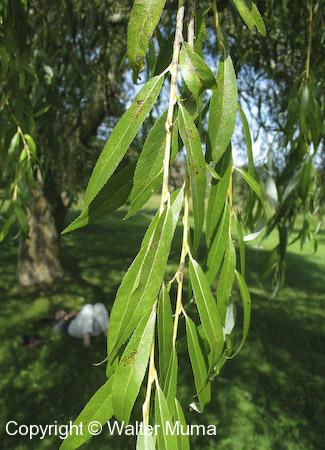 Weeping Willow (Salix babylonica)