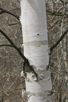 White Birch (Betula papyrifera)