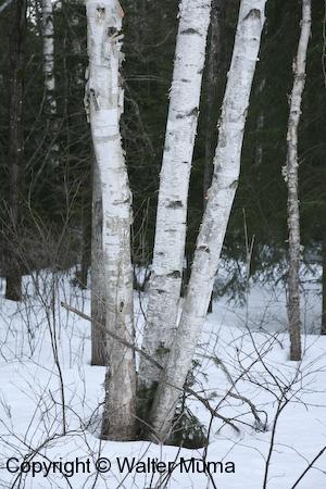 White Birch (Betula papyrifera)