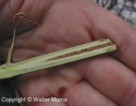 Silky Dogwood (Cornus obliqua) pith