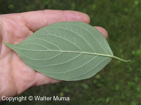 Silky Dogwood (Cornus obliqua) underside of leaf