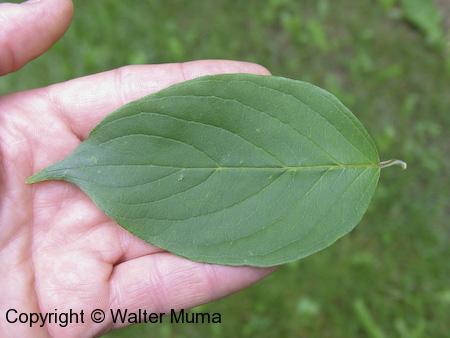 Silky Dogwood (Cornus obliqua) upper side of leaf
