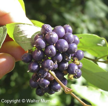 Silky Dogwood (Cornus obliqua) fruit