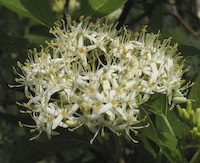 Dogwood, Silky (Cornus obliqua) flowers
