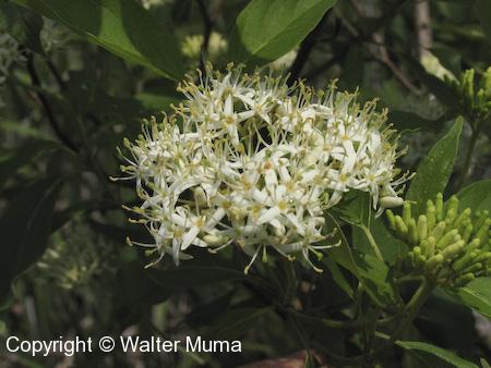 Silky Dogwood (Cornus obliqua) flower cluster