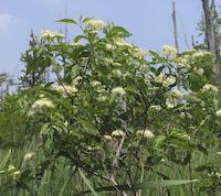 Silky Dogwood (Cornus obliqua)