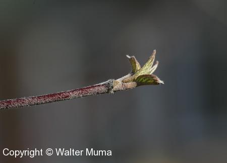 Silky Dogwood (Cornus obliqua) leaf bud opening
