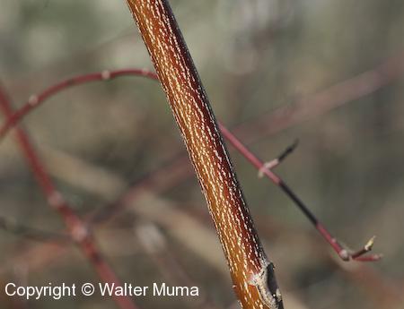 Silky Dogwood (Cornus obliqua) bark and stem