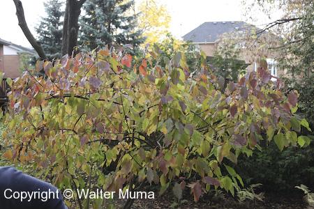 Silky Dogwood (Cornus obliqua) entire plant in fall