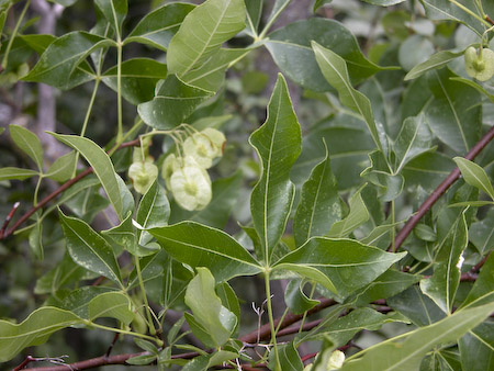 Hop Tree (Ptelea trifoliata)