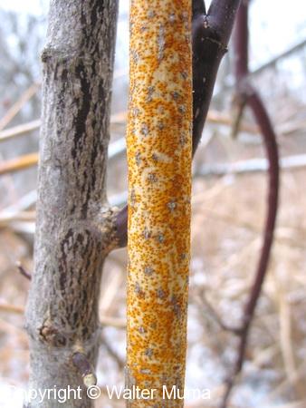 Alternate-leaved Dogwood (Cornus alternifolia)