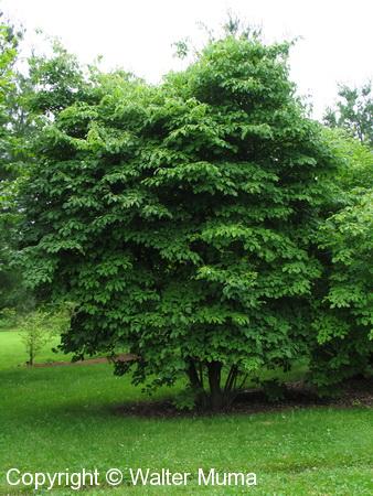 Alternate-leaved Dogwood (Cornus alternifolia)