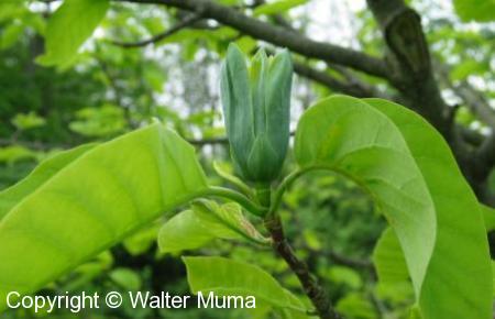 Cucumber Magnolia (Magnolia acuminata)