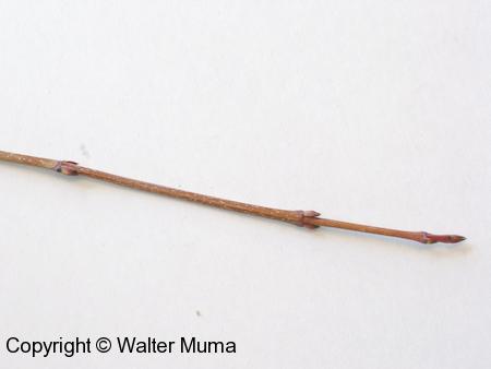 Gray Dogwood (Cornus racemosa) twig