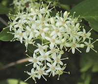Dogwood, Gray (Cornus racemosa) flowers